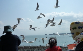 kamome01.jpg
