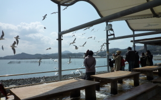 kamome02.jpg